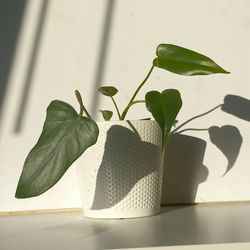 Rare Aroid Philodendron Golden Dragon Plant/ Indoor Plant/ Flower Patio Garden