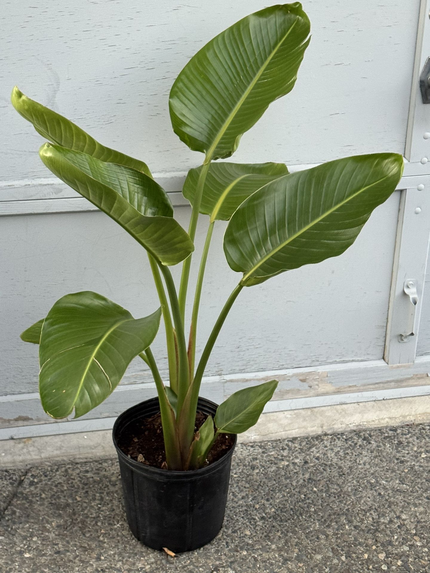 White Bird Of Paradise 