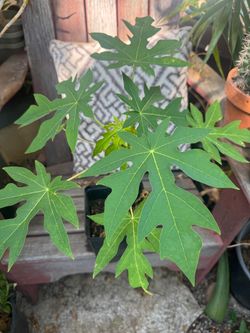 papaya tree