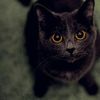 edgar