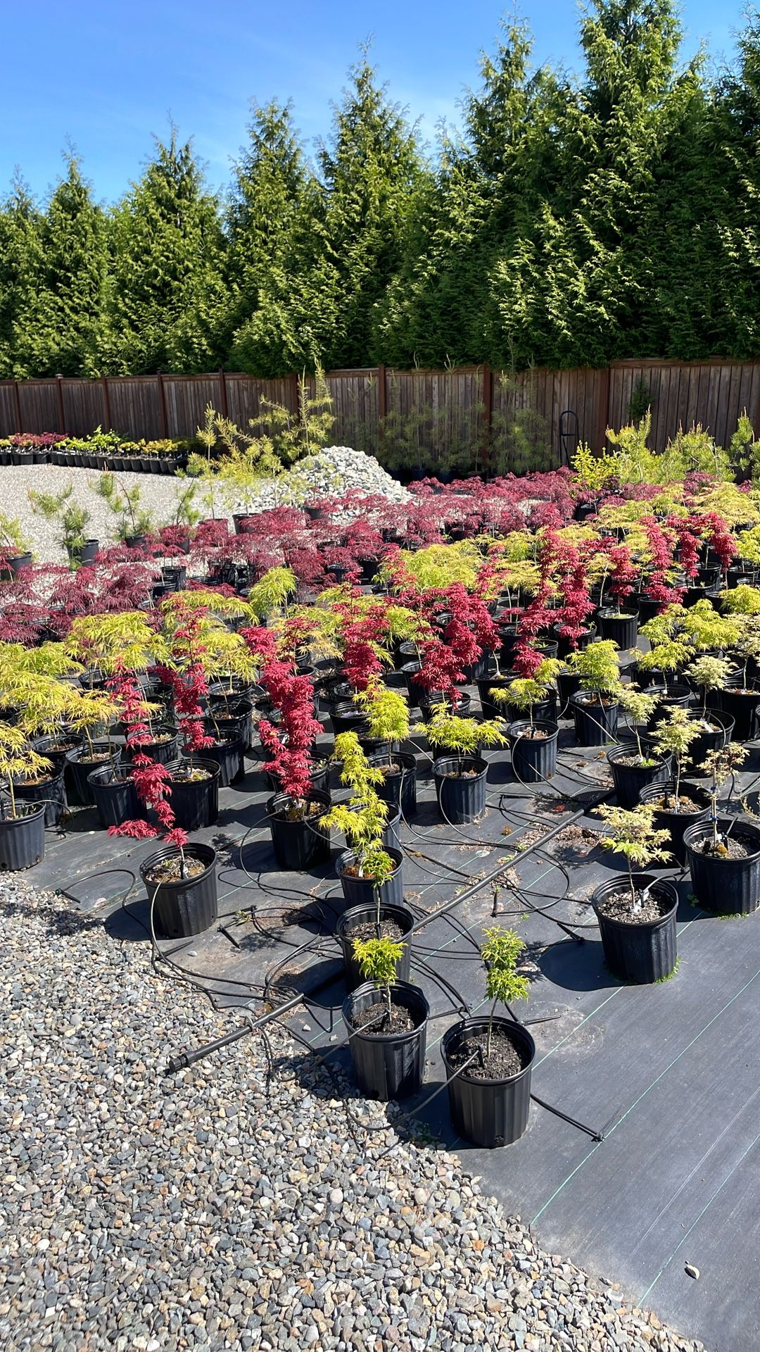 Japanese Maples All Grafted $25 Ea Cash