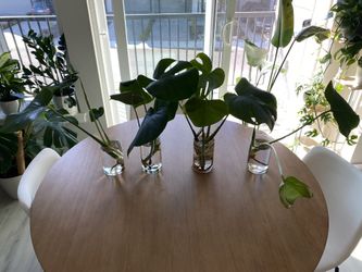 Freshly Propagated Monstera