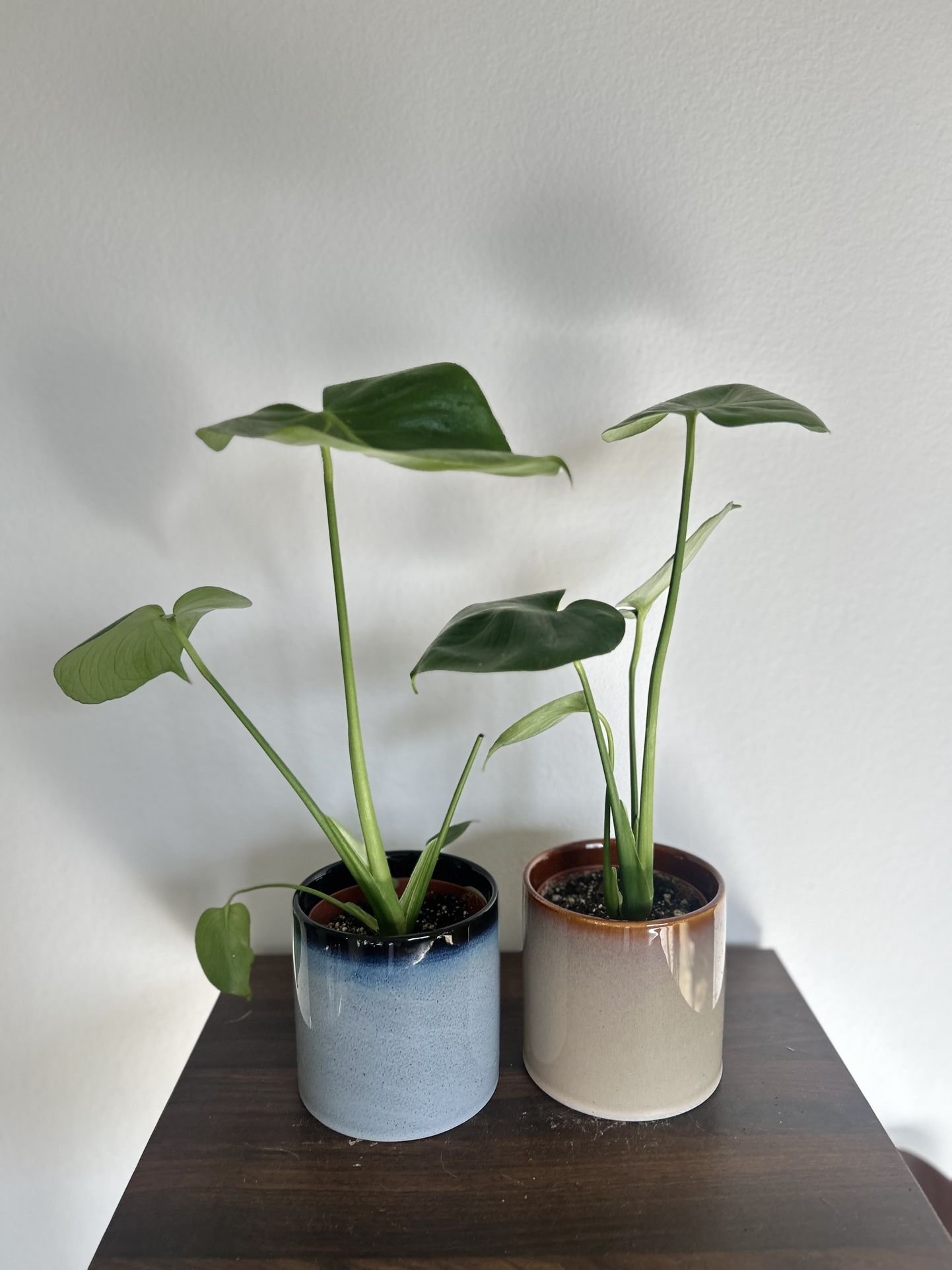Monstera Plant