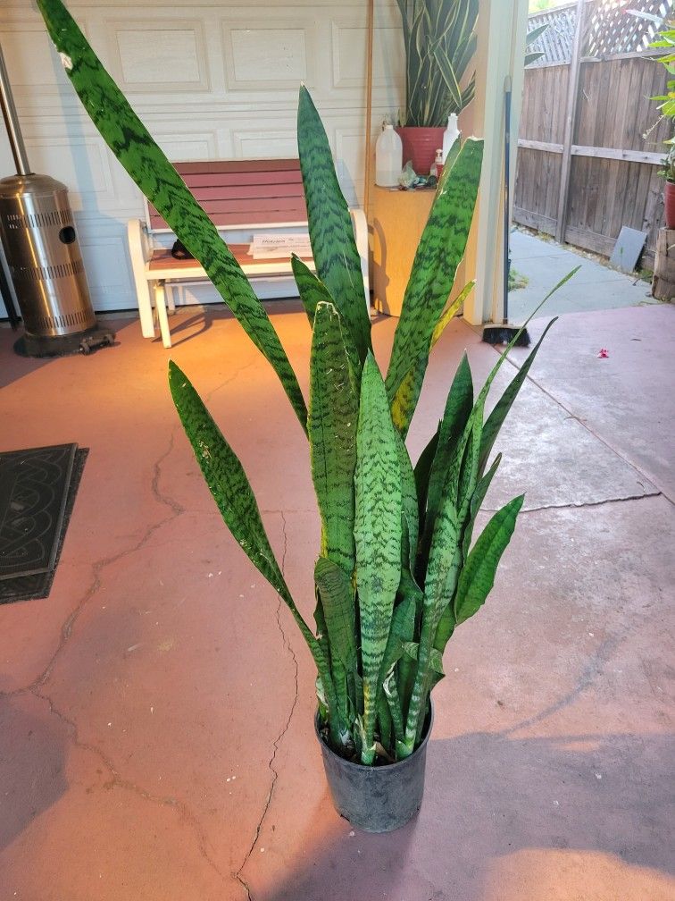 Snake Plant Over 3ft Tall In 5gal Pot