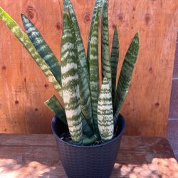 Snake Plant