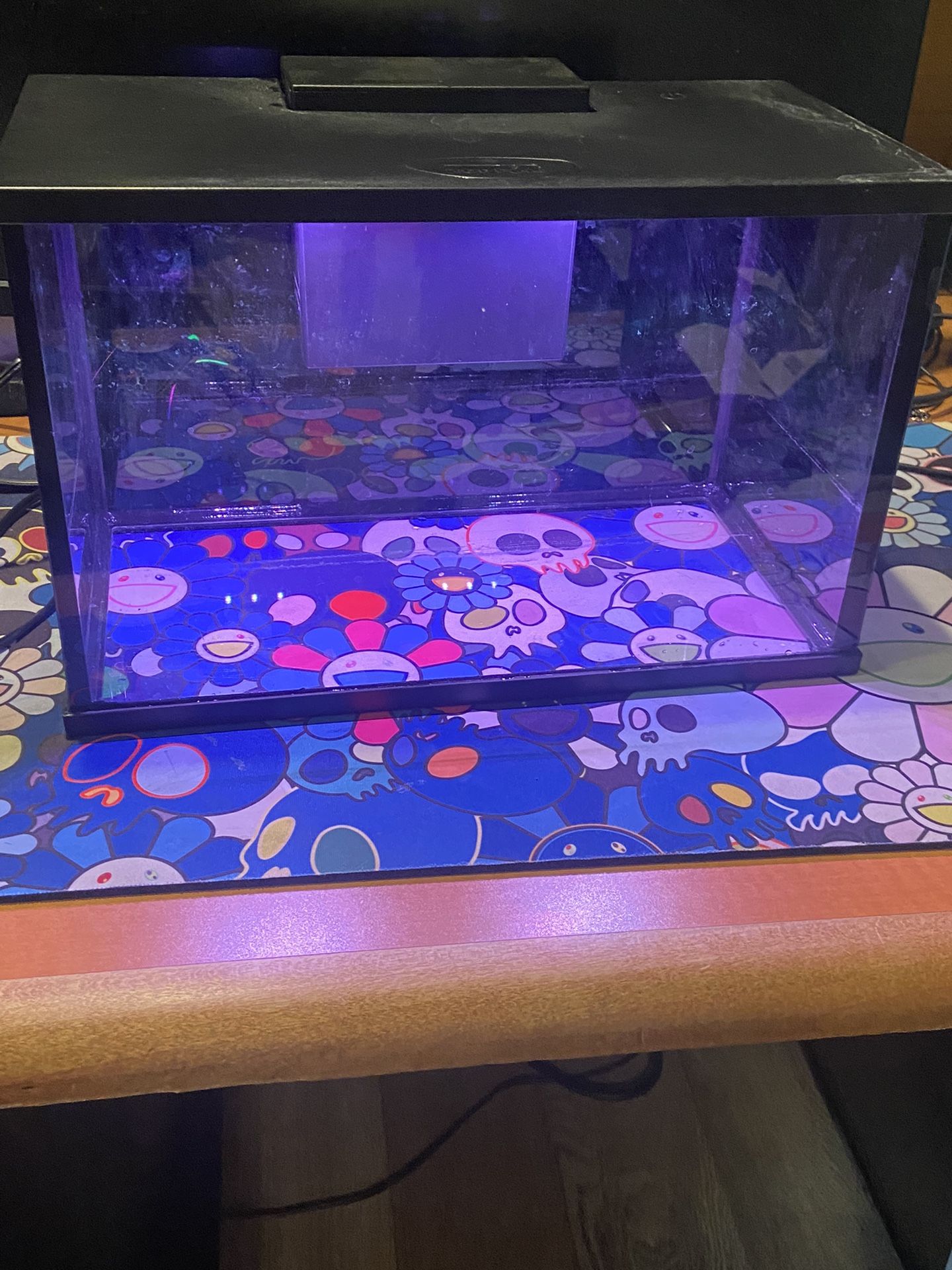 3 Gallon Glofish Tank For Sale In Gardena CA OfferUp 3-gallon-glofish-tank-for-sale-in-gardena-ca-offerup