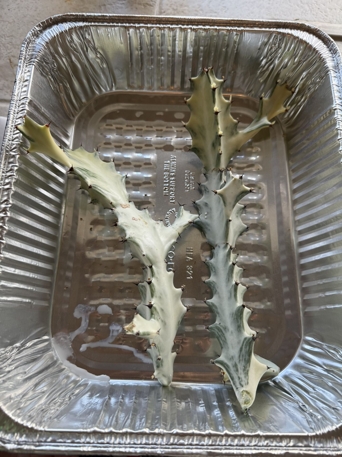 Ghost Bones Euphorbia