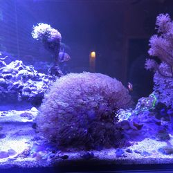 Aquarium decoration-pipe organ