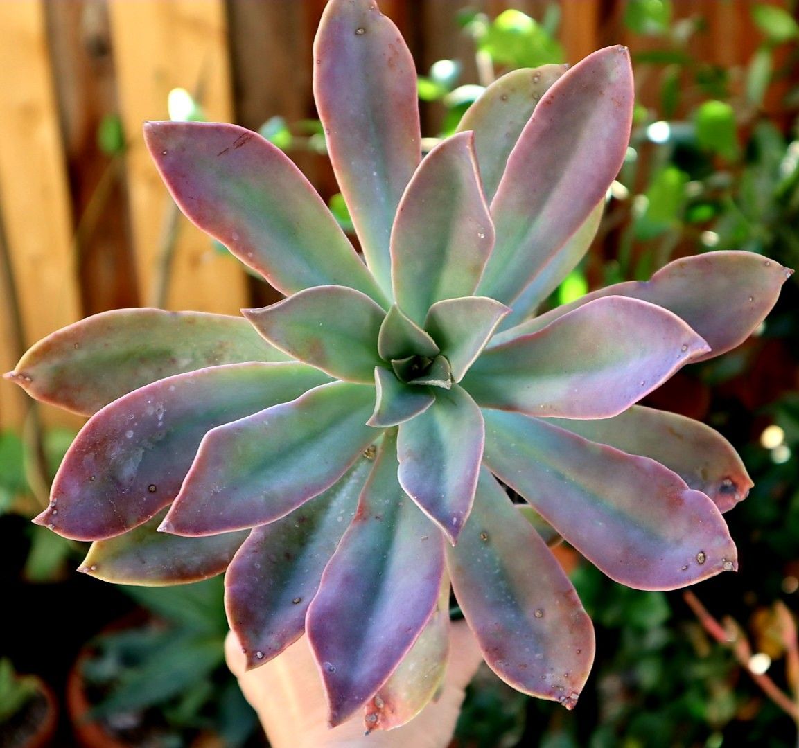 Fred Ives Succulent Plant