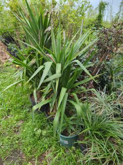 Plant YuCCA (ORNAMENT YuCCA
