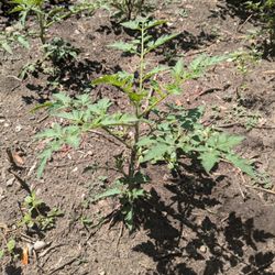Cherry Tomato Plant 