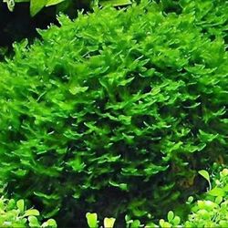 Subwassertang Moss