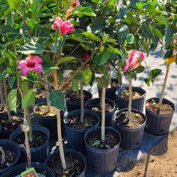 Tulipanes De 3gallon Diferentes Colores De Flores