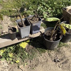 Potted Banana Plants / Tropical Plants
