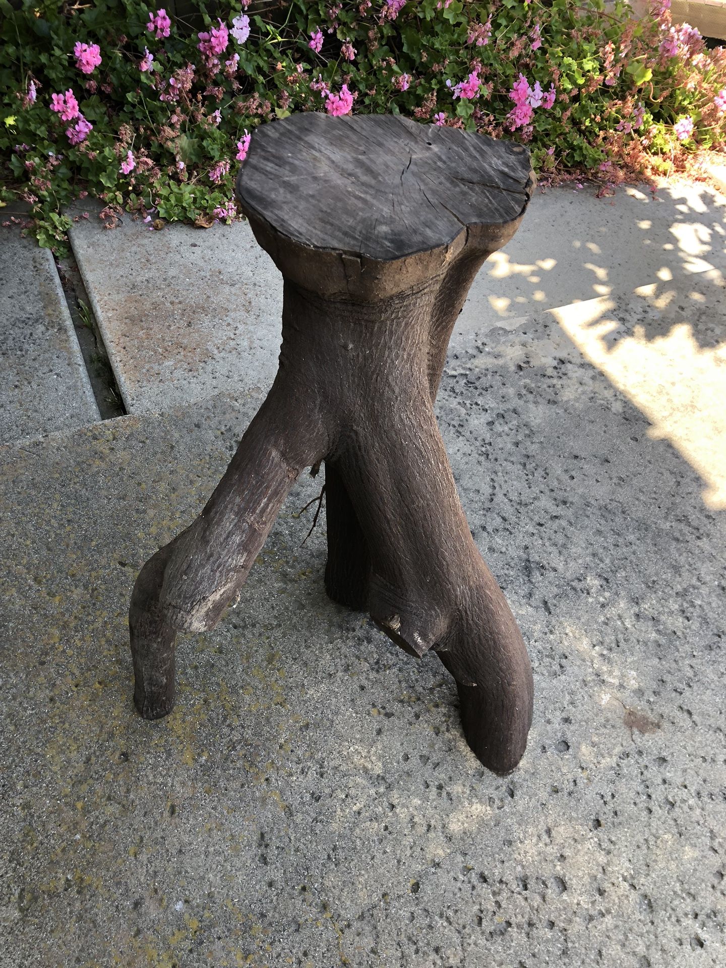 Kumquat Tree Trunk Stand