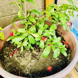 Grafted Pamogrante Plant With Ceramic Pot 