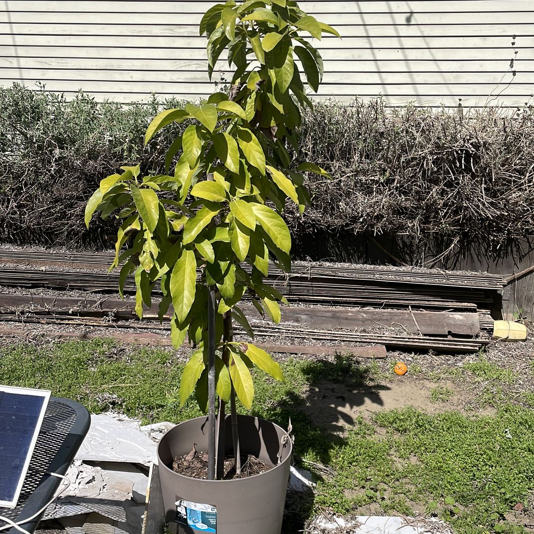 Avocado tree