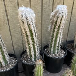 Cactus Oreocereus