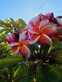 Plumeria J-105 Cutting