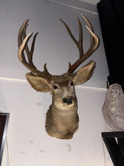 2 Different Vintage  Taxidermy Deer 