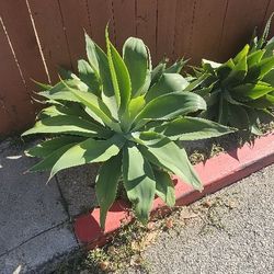 Free Plants
