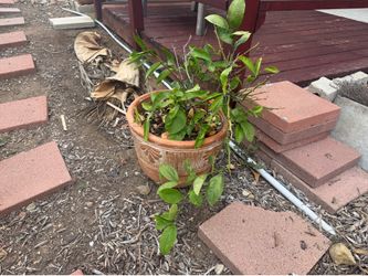 Meyer Lemon Tree with nice Pot