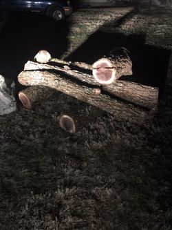 Black Walnut