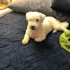 Dan 