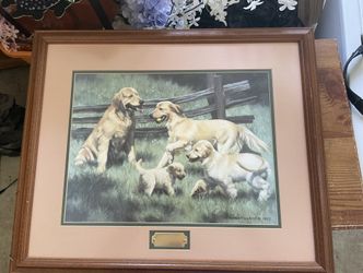 Lovely Picture Of Particular Dog Breed Golden