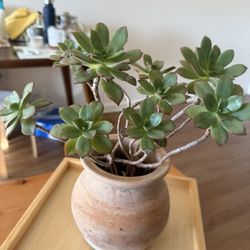 Korean succulent plant, Echeveria 'Kiwi Fruit', with roots, old trunk, bonsai, antique ceramic pot.