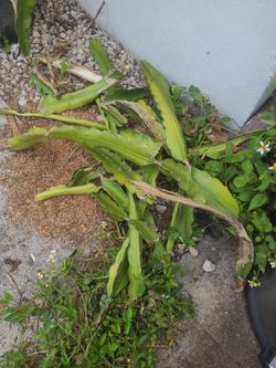 Small Dragonfruit clippings