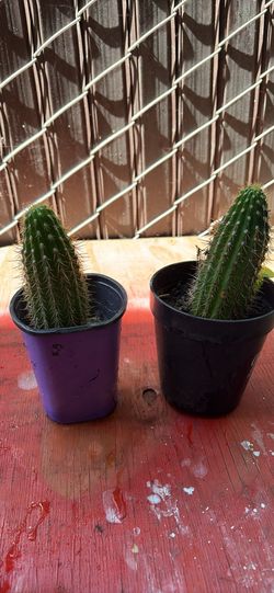 Cactus