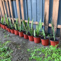 Snake Plants - 6 To 12 Inches