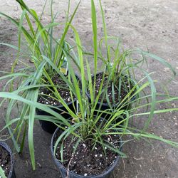 Plantas $5