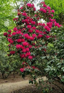‘August Lamken’ Rhododendron Bushes 