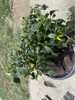 Plant