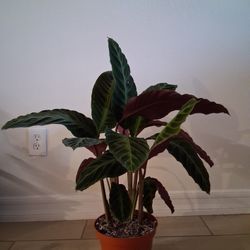 Calathea Plant 