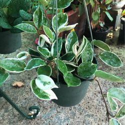 Hoya