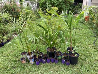 *$1 to $25* Various Palm Trees - Not Sure Of The Types