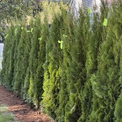 Privacy Tree Sale FREE DELIVERY! Emerald Green & Green Giants 