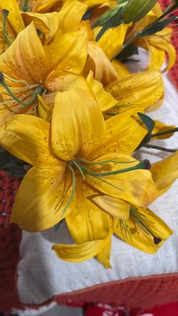 Beautiful Yellow Star Gazers
