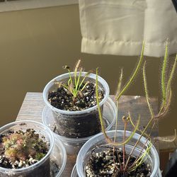 Three sundew plants