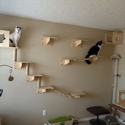 Cat shelves