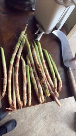 Caña salvadoreña de seda para sembrar