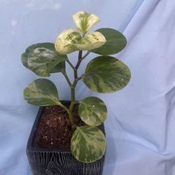 HERMOSAS PLANTAS NATURALES “PEPEROMIA PLANT “