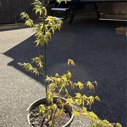 Japanese Maple Tree 