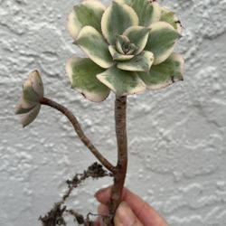 sunbuster aeonium succulent 