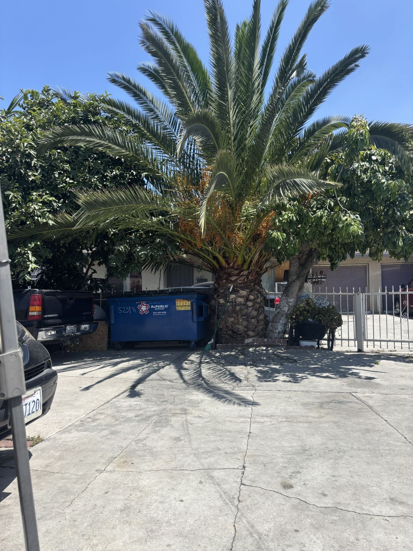 Canary Island Date Palm 10ft Tall 