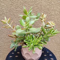 Succulent Arrangements