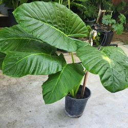 Plants